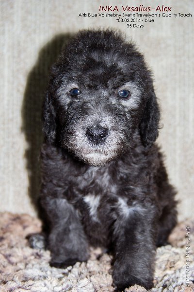 2014-03-09 Welpen Svet & Ruby-7867-Name.jpg